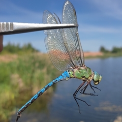 Anax imperator