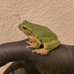 Hyla intermedia perrini