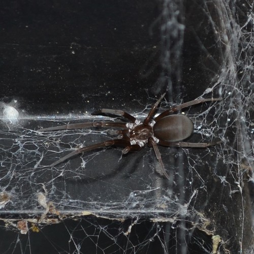Southern House Spider