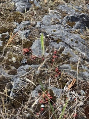 Sedum lydium