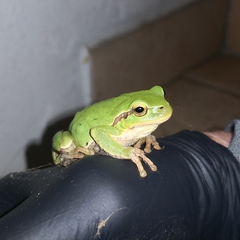 Hyla intermedia perrini