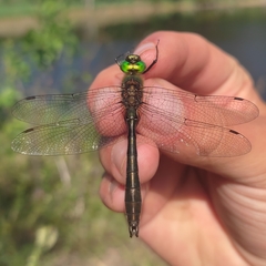 Cordulia aenea aenea