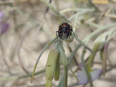 Eurydema herbacea