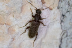Eurygeniinae