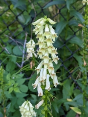 Digitalis lutea