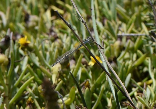 iNaturalist observation photo of Bluets