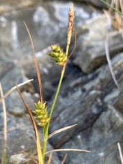Carex punctata