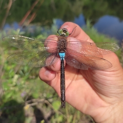 Anax parthenope
