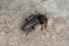 Eurygeniinae