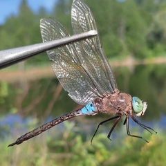 Anax parthenope