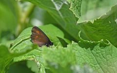 Erebia eriphyle