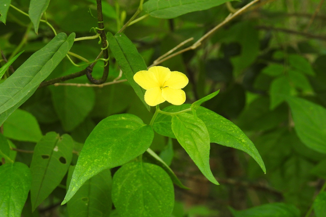 Haplophyton cimicidum