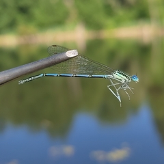Platycnemis pennipes