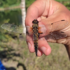 Libellula quadrimaculata