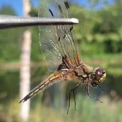 Libellula quadrimaculata