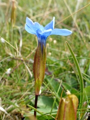 Gentiana verna