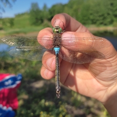 Anax parthenope