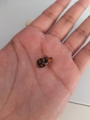 Euphoria fascifera