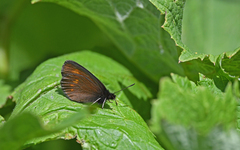 Erebia eriphyle