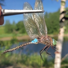 Anax parthenope