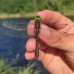 Cordulia aenea aenea