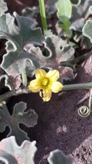 Cucumis prophetarum