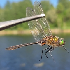 Cordulia aenea aenea