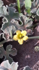 Cucumis prophetarum
