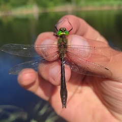 Cordulia aenea aenea