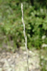 Elymus nodosus