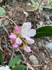 Rhododendron minus