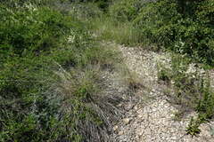 Elymus nodosus