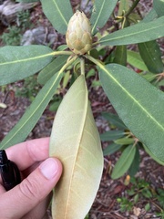 Rhododendron minus