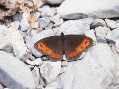 Erebia ligea