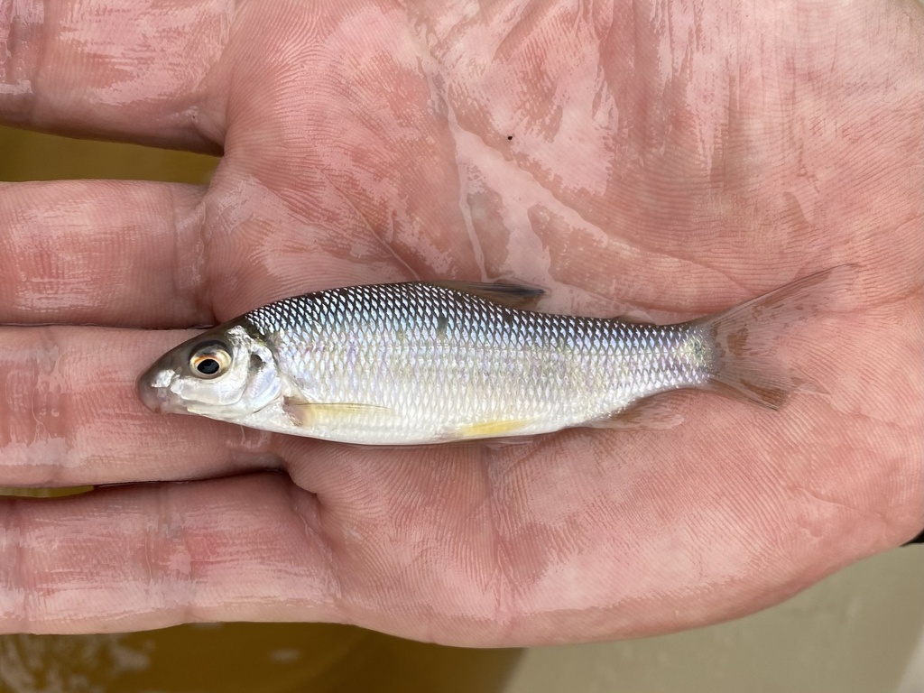 Congo distichodus (Distichodus hypostomatus) — Distichodontidae