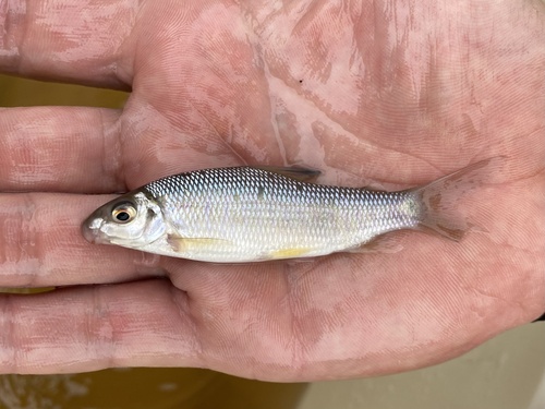 Congo distichodus (Distichodus hypostomatus) — Distichodontidae