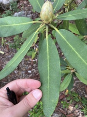 Rhododendron minus