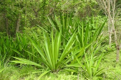 Furcraea cabuya