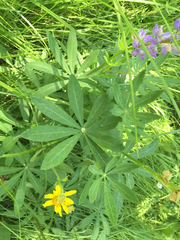 Lupinus burkei