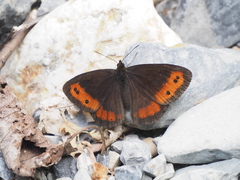 Erebia ligea