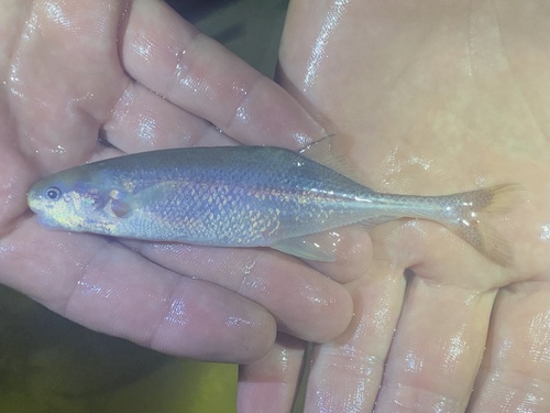 Ivindo-olifantsvis (Ivindomyrus marchei) — Mormyridae — 3