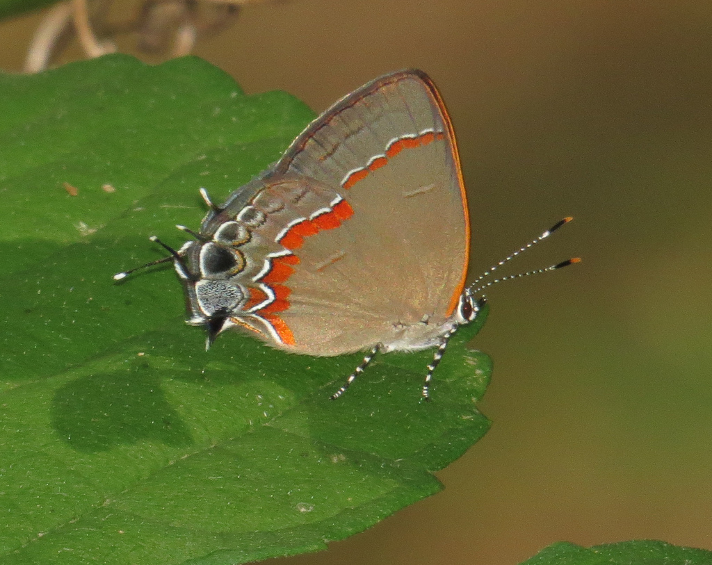 Calycopis