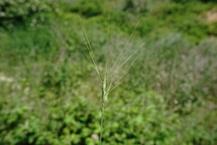 Aegilops neglecta
