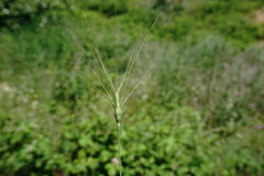 Aegilops neglecta