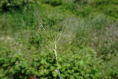 Aegilops neglecta