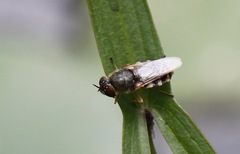 Odontomyia ornata