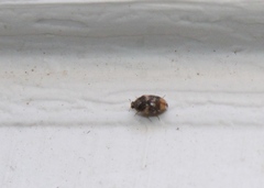 Attagenus fasciatus