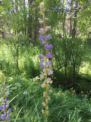 Lupinus burkei