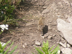 Anthus spinoletta