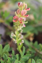 Indigofera spicata